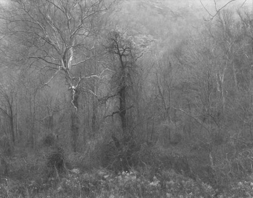 Trees, Cold Spring NY by Rohner Jean-Paul