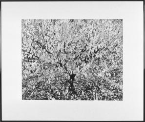 Grand cerisier en automne by Brihat Denis