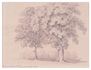 Bäume auf der St. Petersinsel by Wagner Sigmund