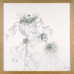 Sonnenblumen by Schwander Denise